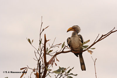 Southern Yellow-billed Hornbill (Tockus leucomelas)