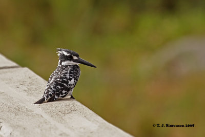 Pied Kingfisher (Ceryle rudis)