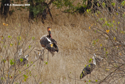 Saddle-billed Stork (Ephippiorhynchus senegalensis)