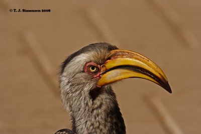 Southern Yellow-billed Hornbill (Tockus leucomelas)