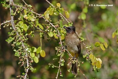 Bulbuls and Silver-eyes