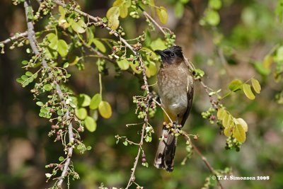 Dark-capped Bulbul (Pycnonotus barbatus)