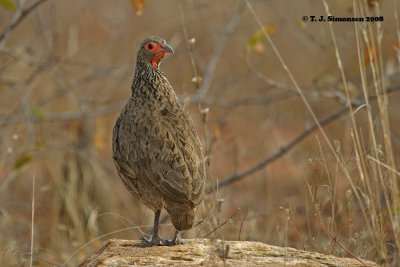 Swainson's Francolin (Francolinus swainsonii)