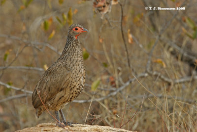 Swainson's Francolin (Francolinus swainsonii)