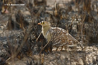 Sandgrouses