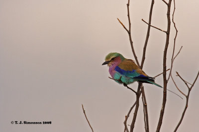 Lilac-breasted Roller (Coracias caudataus)
