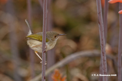 Green-backed Camaroptera (Camaroptera brachyura)