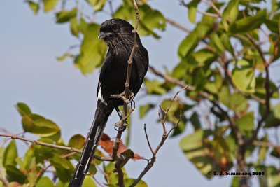 Magpie Shrike (Urolestes melanoleucus) 