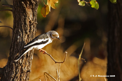 Shrikes and Allies