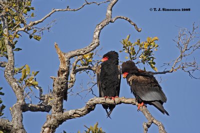 Birds of South Africa