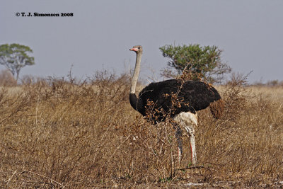 Ostrich (Struthio camelus)