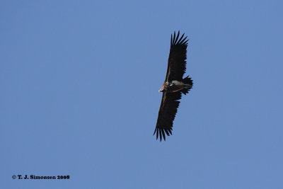 Lappet-faced Vulture (Torgos tracheliotus)