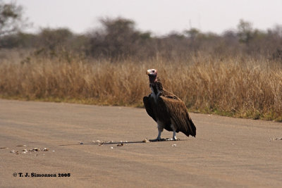 Lappet-faced Vulture (Torgos tracheliotus)