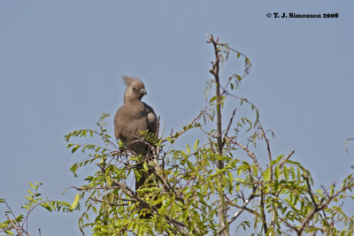 Grey Go-away-bird (Corythaixoides concolor)