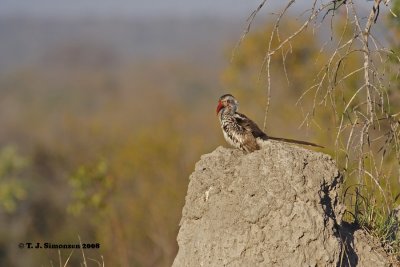 Red-billed Hornbill (Tockus erythrorhynchus)