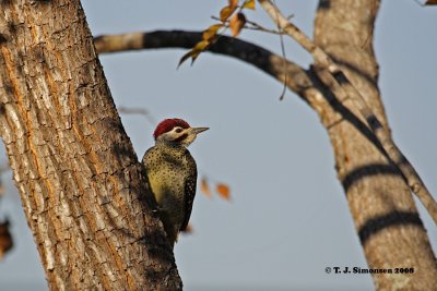 Bennett's Woodpecker (Campethera bennetti)
