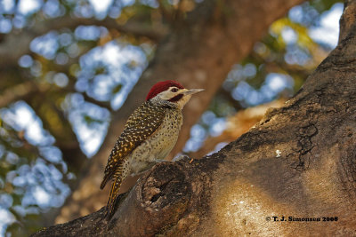 Bennett's Woodpecker (Campethera bennetti)