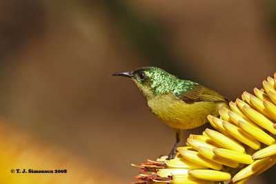 Collared Sunbird (Hedydipna collaris)
