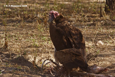 Lappet-faced Vulture (Torgos tracheliotus)