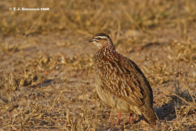 Crested Francolin (Francolinus sephaena)