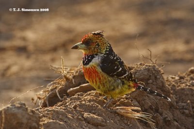 Barbets