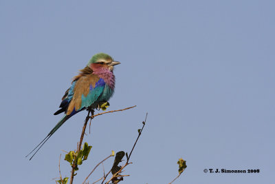 Lilac-breasted Roller (Coracias caudataus)