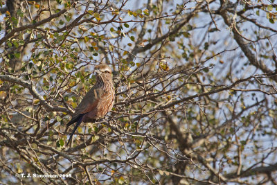Rufous-crowned Roller (Coracias naevia)