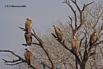 White-backed Vulture (Gyps africanus)
