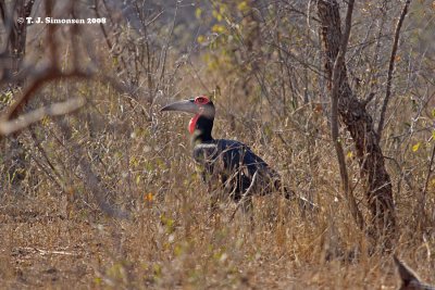 Southern Ground-hornbill (Bucorvus leadbeateri)