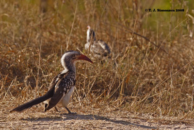 Red-billed Hornbill (Tockus erythrorhynchus)