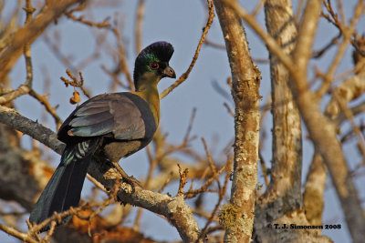 Purple-crested Turaco (Tauraco porphyreolophus)