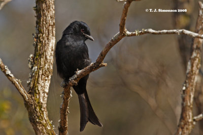 Drongos and Monarch Flycatchers