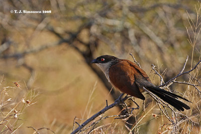 Burchell's Coucal (Centropus burchelli)
