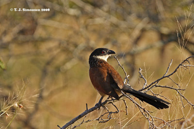 Cuckoos and Turacos