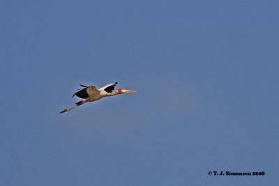 Yellow-billed Stork (Mycteria ibis)