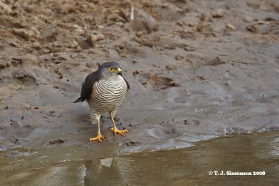 Little Sparrowhawk (Accipiter minullus)