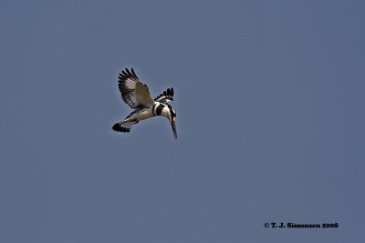 Pied Kingfisher <i>(Ceryle rudis)</i>