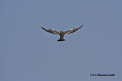 Pied Kingfisher (Ceryle rudis)