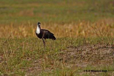 Woolly-necked Stork (Ciconia episcopus)