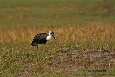 Woolly-necked Stork (Ciconia episcopus)