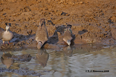 Cape Turtle Dove (Streptopelia capicola)