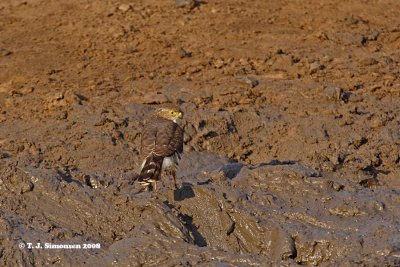 Little Sparrowhawk <i>(Accipiter minullus)</i>