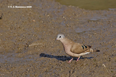 Emerald-spotted Wood Dove (Turtur chalcospilos)