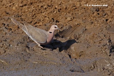 Red-eyed Dove (Streptopelia semitorquata)
