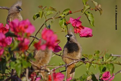 Speckled Mousebird (Colius striatus)