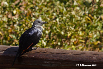 Red-winged Starling (Onychognathus morio)