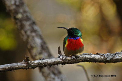 Greater Double-collared Sunbird (Cinnyris afer)