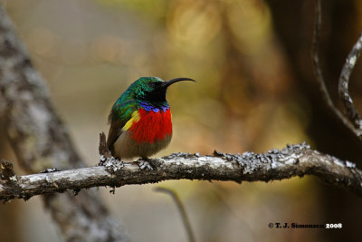 Greater Double-collared Sunbird (Cinnyris afer)