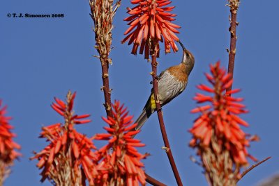 Gurney's Sugarbird (Promerops gurneyi)