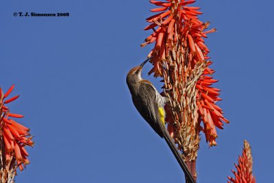 Gurney's Sugarbird (Promerops gurneyi)